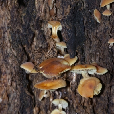 Hypholoma sp. (Hypholoma) at Acton, ACT - 22 Jun 2020 by WHall