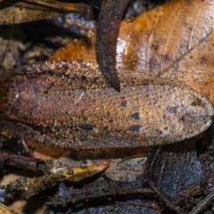 Calolampra sp. (genus) (Bark cockroach) at ANBG - 22 Jun 2020 by WHall