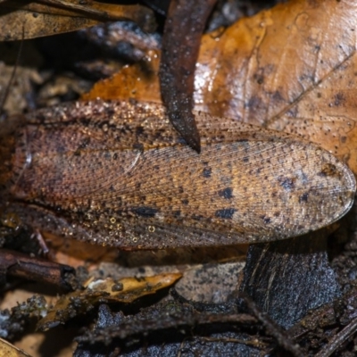 Calolampra sp. (genus) (Bark cockroach) at ANBG - 22 Jun 2020 by WHall