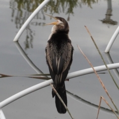 Anhinga novaehollandiae (Australasian Darter) at Lake Burley Griffin Central/East - 27 Jun 2020 by JackyF