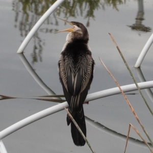 Anhinga novaehollandiae at Kingston, ACT - 27 Jun 2020