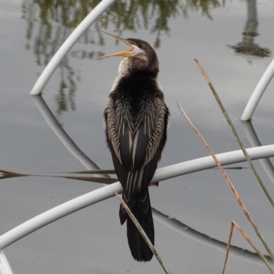 Anhinga novaehollandiae (Australasian Darter) at Kingston, ACT - 27 Jun 2020 by JackyF