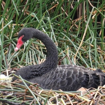 Cygnus atratus (Black Swan) at Kingston, ACT - 27 Jun 2020 by JackyF