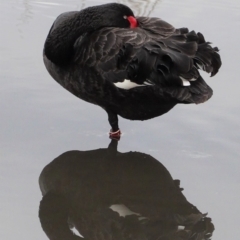 Cygnus atratus at Kingston, ACT - 27 Jun 2020