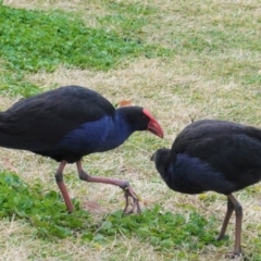 Porphyrio melanotus (Australasian Swamphen) at Kingston, ACT - 27 Jun 2020 by JackyF