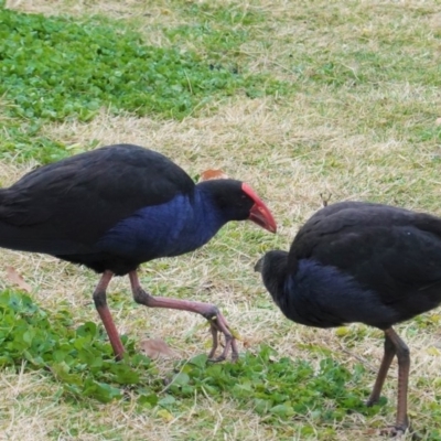 Porphyrio melanotus (Australasian Swamphen) at JER700: JWs - Eyrie St Wetland - 27 Jun 2020 by JackyF