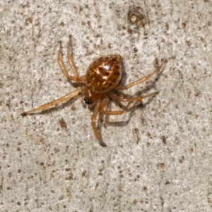 Euryopis sp. (genus) at Acton, ACT - 22 Jun 2020 12:21 PM