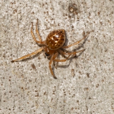 Euryopis sp. (genus) (An ant eating spider) at Acton, ACT - 22 Jun 2020 by WHall