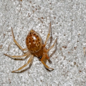 Euryopis sp. (genus) at Acton, ACT - 22 Jun 2020 12:21 PM