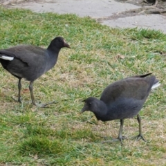 Gallinula tenebrosa (Dusky Moorhen) at Kingston, ACT - 27 Jun 2020 by JackyF