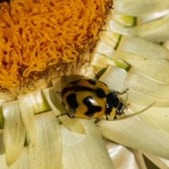 Coccinella transversalis (Transverse Ladybird) at ANBG - 22 Jun 2020 by WHall