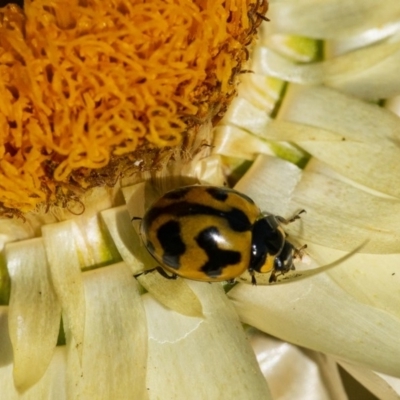 Coccinella transversalis (Transverse Ladybird) at ANBG - 22 Jun 2020 by WHall