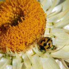 Coccinella transversalis at Acton, ACT - 22 Jun 2020