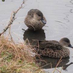 Anas gracilis (Grey Teal) at Kingston, ACT - 27 Jun 2020 by JackyF