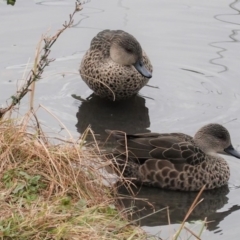 Anas gracilis (Grey Teal) at Lake Burley Griffin Central/East - 27 Jun 2020 by JackyF