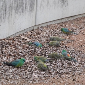 Psephotus haematonotus at Kingston, ACT - 27 Jun 2020