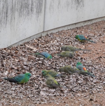 Psephotus haematonotus (Red-rumped Parrot) at Kingston, ACT - 27 Jun 2020 by JackyF