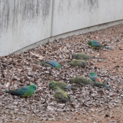 Psephotus haematonotus (Red-rumped Parrot) at Lake Burley Griffin Central/East - 27 Jun 2020 by JackyF