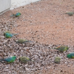 Psephotus haematonotus at Kingston, ACT - 27 Jun 2020