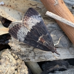 Uresiphita ornithopteralis (Tree Lucerne Moth) at Black Range, NSW - 28 Jun 2020 by StephH