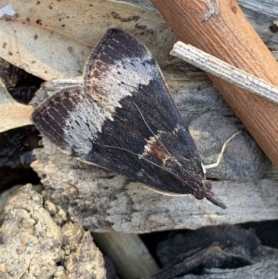 Uresiphita ornithopteralis (Tree Lucerne Moth) at Black Range, NSW - 28 Jun 2020 by StephH