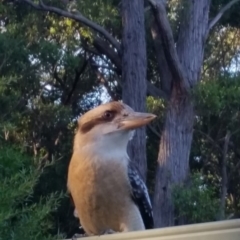 Dacelo novaeguineae (Laughing Kookaburra) at Manyana, NSW - 27 Jun 2020 by Donnahumphries1