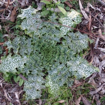 Silybum marianum (Variegated Thistle) at Isaacs Ridge and Nearby - 27 Jun 2020 by Mike