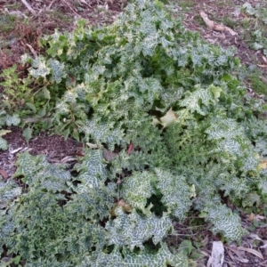 Silybum marianum at Isaacs, ACT - 27 Jun 2020