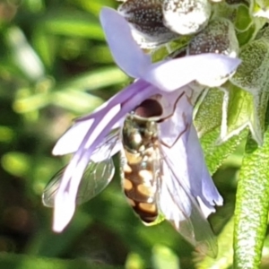 Simosyrphus grandicornis at Higgins, ACT - 24 Jun 2020 11:22 AM