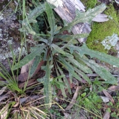 Senecio sp. (A Fireweed) at Isaacs, ACT - 27 Jun 2020 by Mike