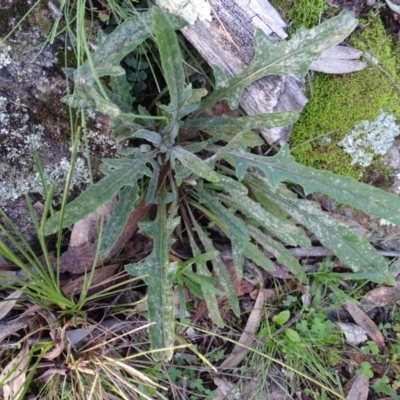 Senecio (genus) (A Fireweed) at Isaacs, ACT - 27 Jun 2020 by Mike