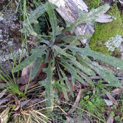 Senecio sp. (A Fireweed) at Isaacs Ridge - 27 Jun 2020 by Mike