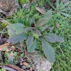 Ajuga australis at Isaacs Ridge - 27 Jun 2020