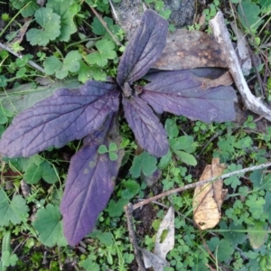 Ajuga australis at Isaacs Ridge - 27 Jun 2020