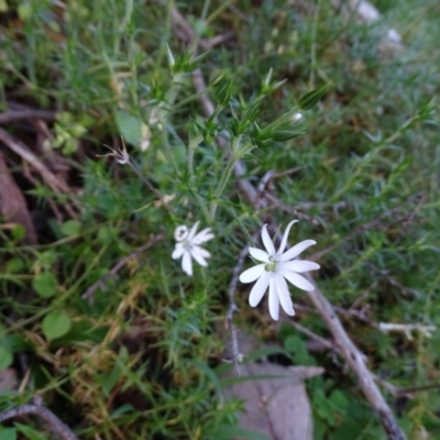 Stellaria pungens (Prickly Starwort) at Isaacs Ridge - 27 Jun 2020 by Mike