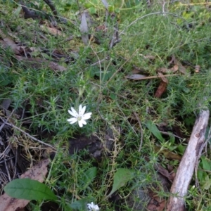 Stellaria pungens at Isaacs, ACT - 27 Jun 2020 03:38 PM