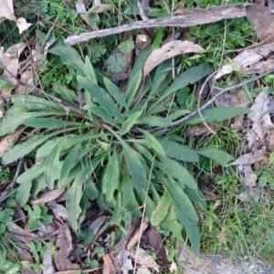 Cynoglossum australe at Isaacs Ridge and Nearby - 27 Jun 2020