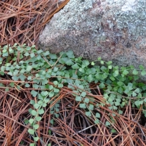 Asplenium flabellifolium at Isaacs, ACT - 27 Jun 2020 03:15 PM