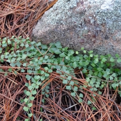 Asplenium flabellifolium (Necklace Fern) at Isaacs Ridge and Nearby - 27 Jun 2020 by Mike