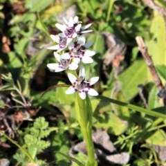 Wurmbea dioica subsp. dioica (Early Nancy) at Coree, ACT - 28 Jun 2020 by Sarah2019