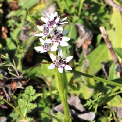 Wurmbea dioica subsp. dioica (Early Nancy) at Coree, ACT - 28 Jun 2020 by Sarah2019