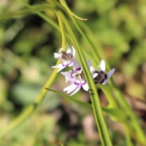 Wurmbea dioica subsp. dioica at Coree, ACT - 28 Jun 2020