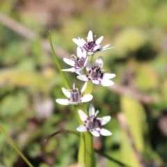 Wurmbea dioica subsp. dioica at Coree, ACT - 28 Jun 2020