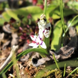 Wurmbea dioica subsp. dioica at Coree, ACT - 28 Jun 2020