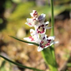 Wurmbea dioica subsp. dioica at Coree, ACT - 28 Jun 2020