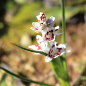 Wurmbea dioica subsp. dioica at Coree, ACT - 28 Jun 2020