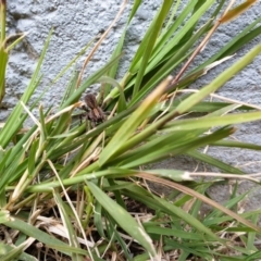 Lycosidae (family) (Unidentified wolf spider) at Higgins, ACT - 22 Jun 2020 by Rkiggins90