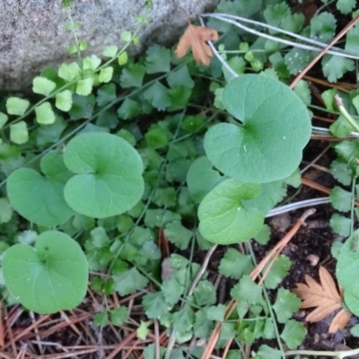 Dichondra repens (Kidney Weed) at Isaacs Ridge - 27 Jun 2020 by Mike