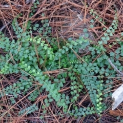 Asplenium flabellifolium (Necklace Fern) at Isaacs Ridge - 27 Jun 2020 by Mike