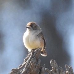 Aphelocephala leucopsis (Southern Whiteface) at Sutton, NSW - 28 Jun 2020 by HelenCross